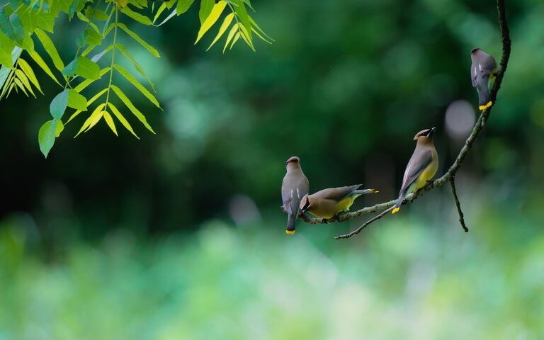 Beginner Tips for Backyard Birdwatching: How to Get Started